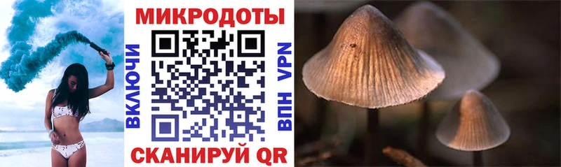 Псилоцибиновые грибы Cubensis  Сураж 